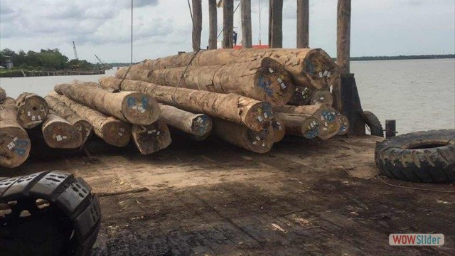 keruing log 3