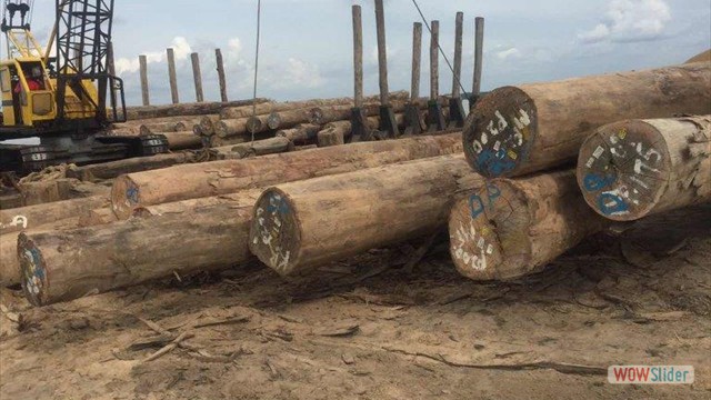 keruing log 4