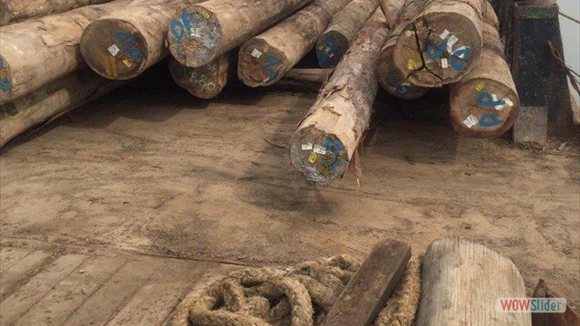 keruing log 5