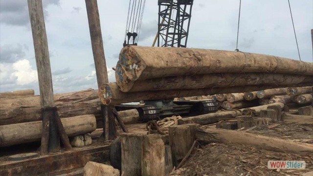keruing log 6