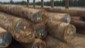 keruing log1